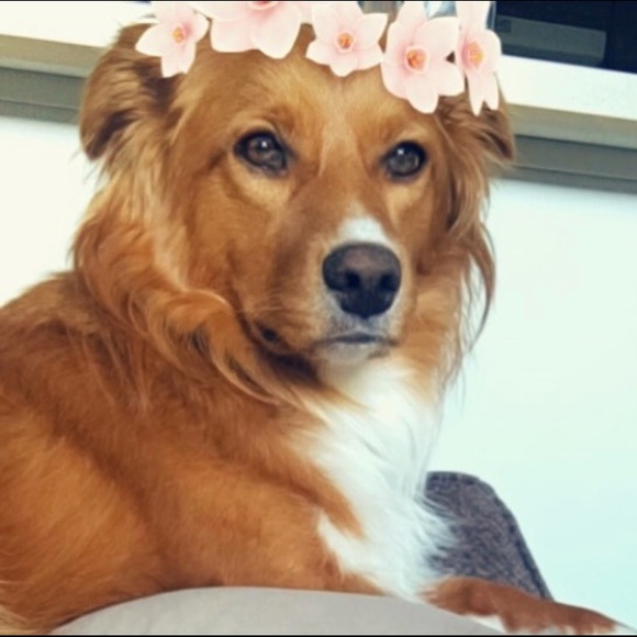 Meet your Posher, Brie - Picture 4 of 5